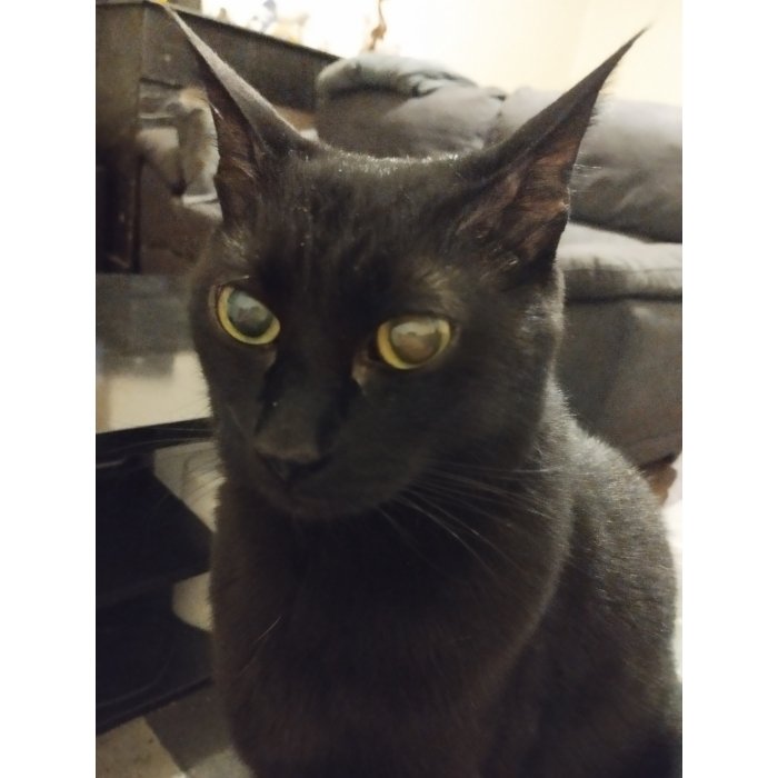 Akira