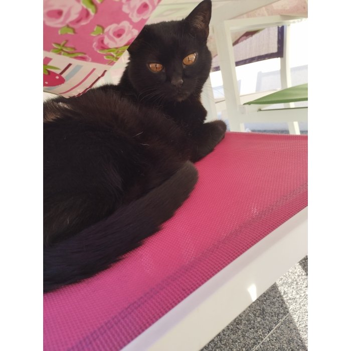 Cachou