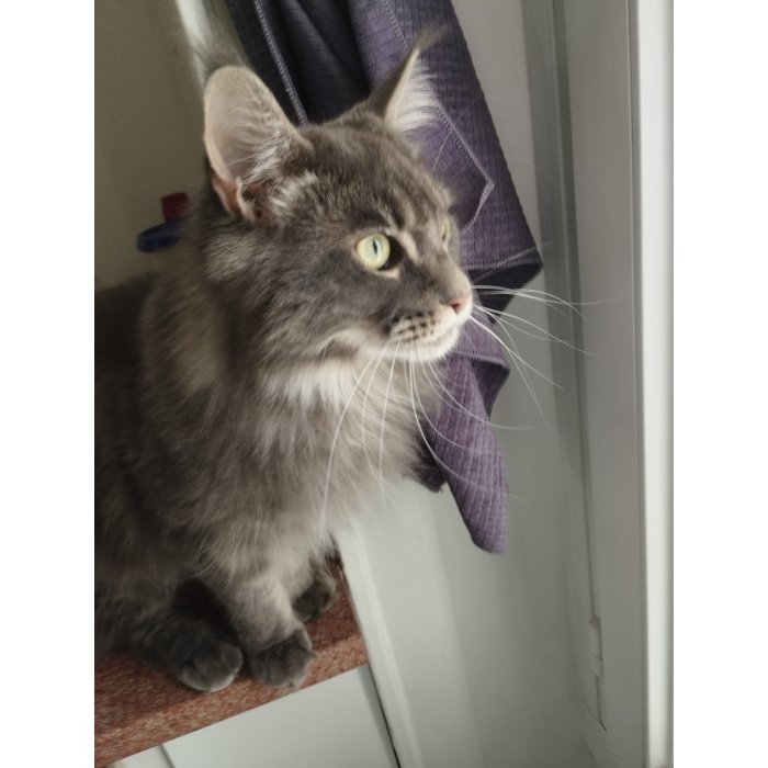Calypso