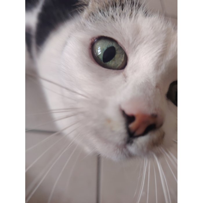 Choupette