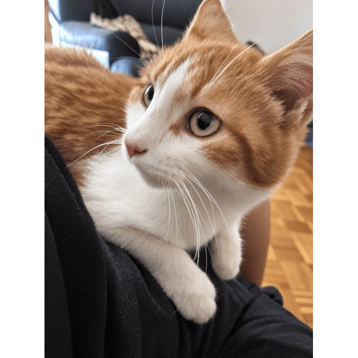 Frimousse