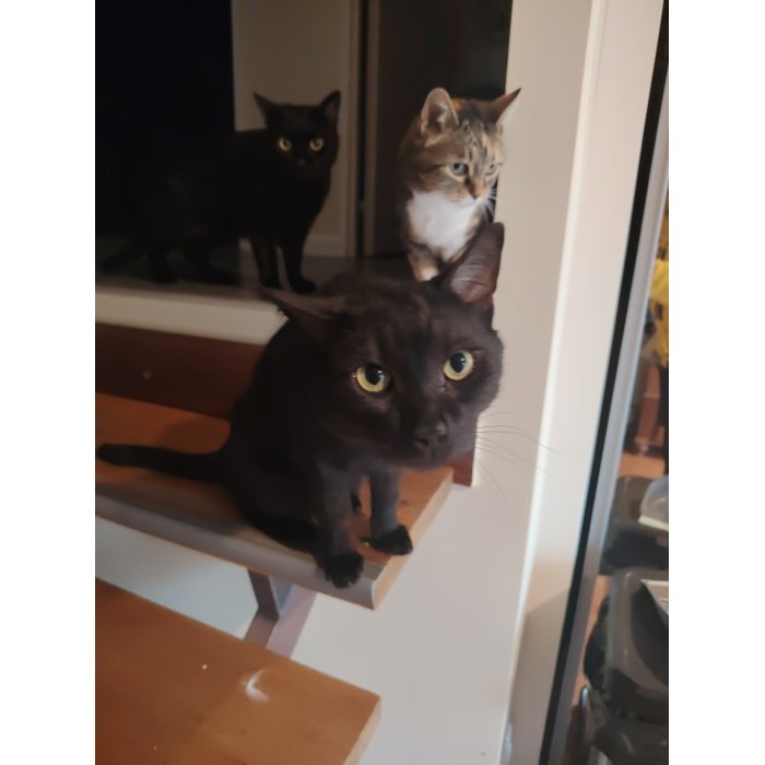 Henriette, Alphonse & Guizmo