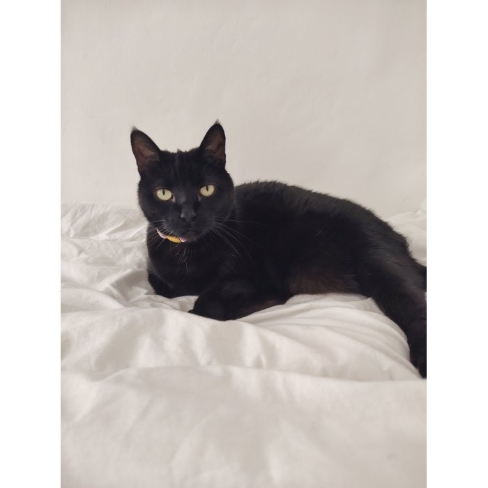 Kimi