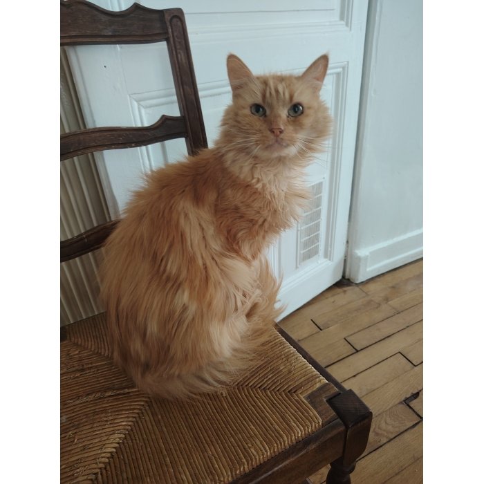 Loki