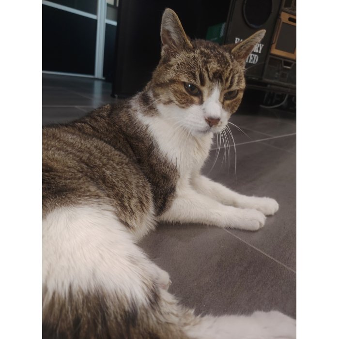 Loulou