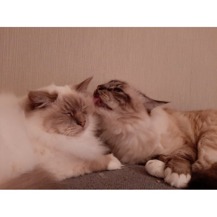 Louloute et Luigi