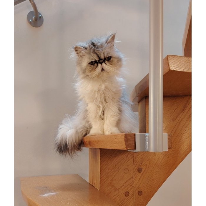 Mâcha