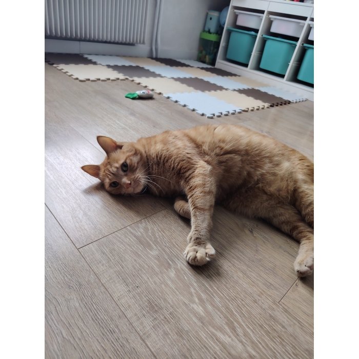 Mambo