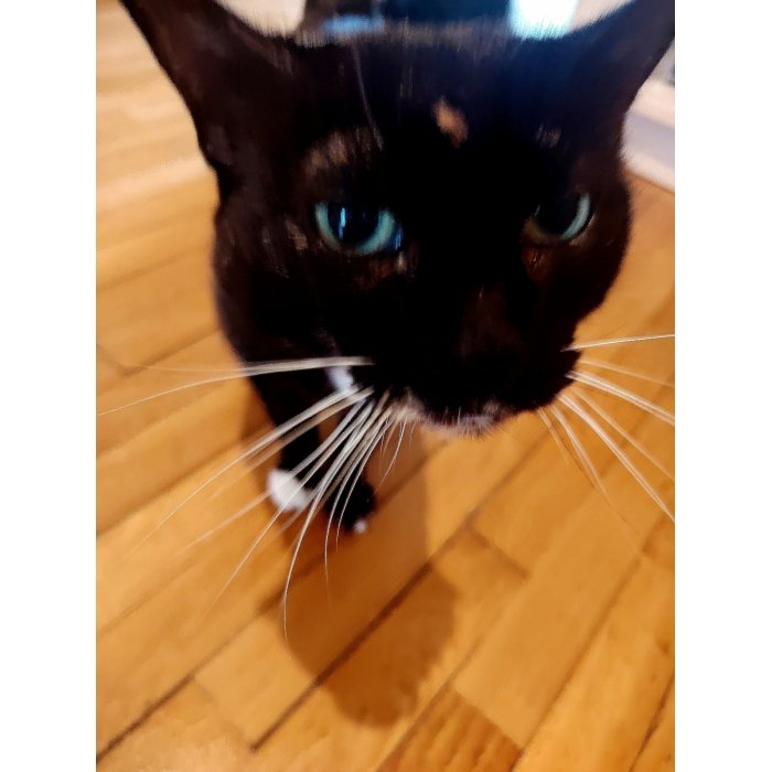 Mizette