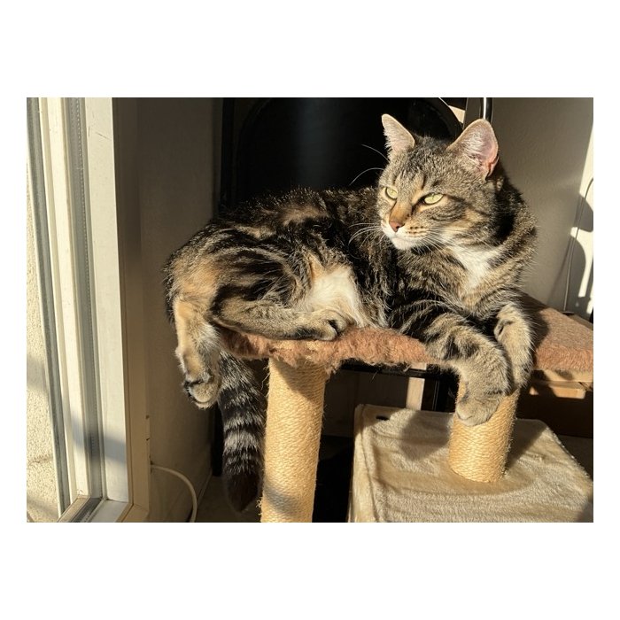 Myrtille