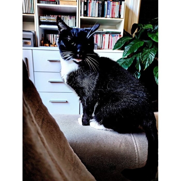 Niki