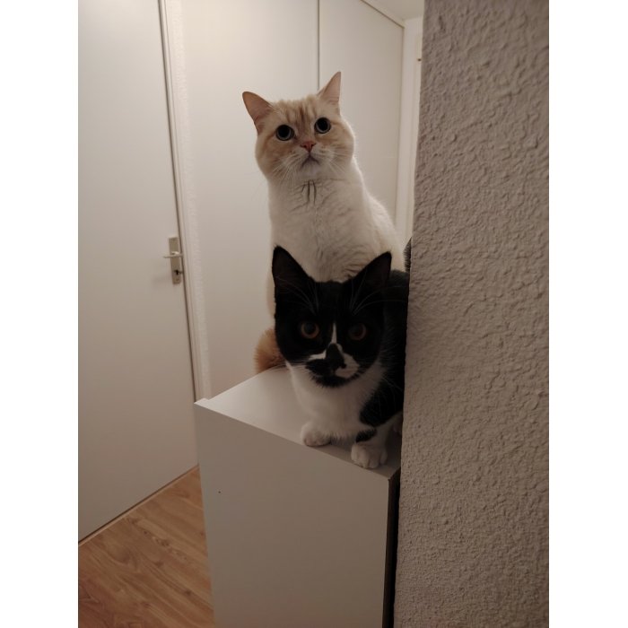 Réglisse & Simone