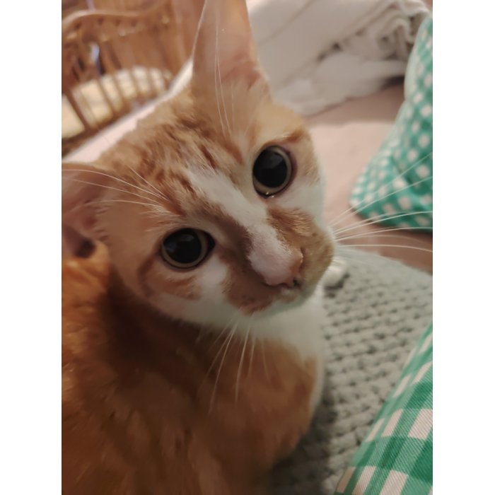 Tigrou