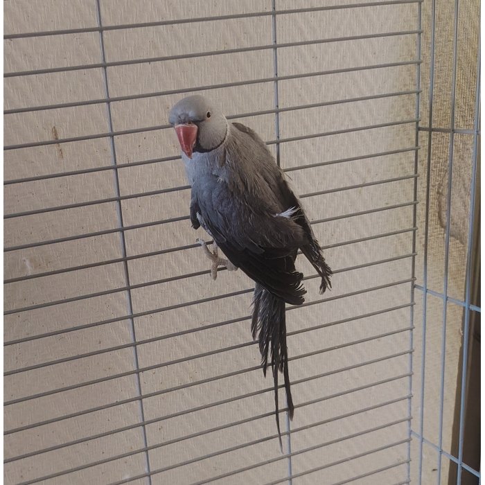 Titi