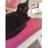 Cachou