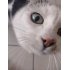 Choupette