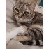 Henriette